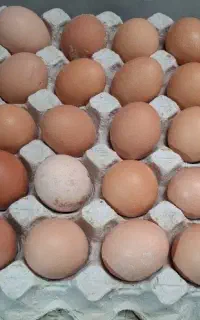 تخم مرغ گلپایگانی
