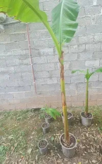 نهال درخت موز