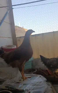 مرغ و خروس جوان