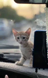 گربه خونگی