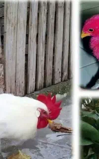 جوجه رنگی بزرگ بشن خروس سفید میشن عکسشونو گذاشتم
