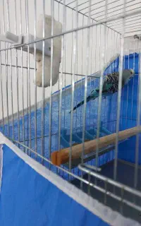 مرغ عشق آبی