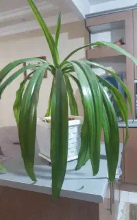 سوسن عنکبوتی