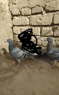 سبز و مگس