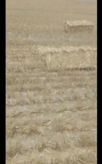 دام گاو و گوسفند کاه داخل زمین