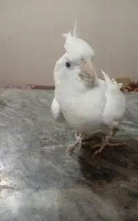 عروس هلندی نر. یک ساله معاوضه با جوجه عروس هلندی