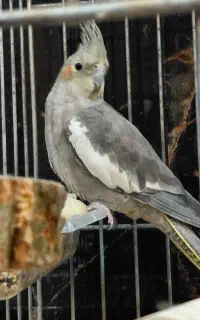 عروس هلندی اصیل نر