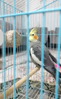 طوطی عروس هلندی با قفس