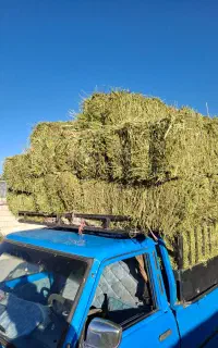 یونجه چین اول
