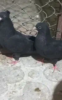 جوجه زاغ کلاهی