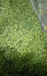 غوره فخری عمده