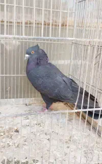 یک جفت کفتر زاغ
