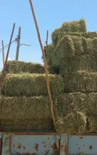پرس یونجه