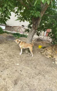 واگذاری سگ