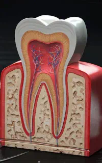 دندانپزشکی (عصب کشی و روکش)