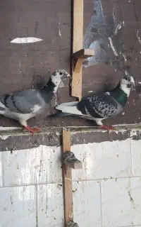 ۲تومن