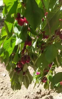 اجار میوه. روی درخت. اجار باغ جهت برداشت میوه
