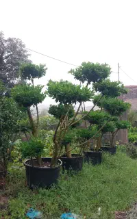 یاس پیوندی