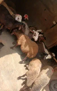 بره نره داشتی