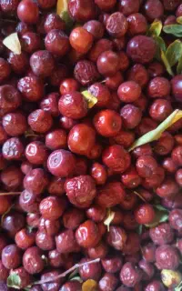 عناب