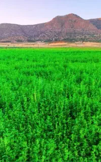 یونجه درجه یک
