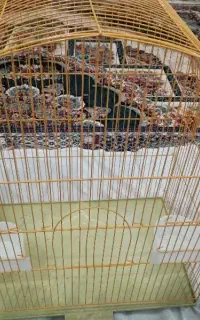 فروش وسایل پرنده عروس هلندی