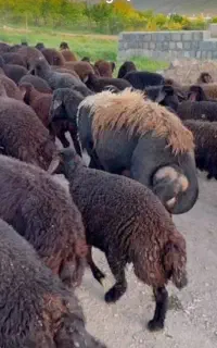 گوسفند کوهستان