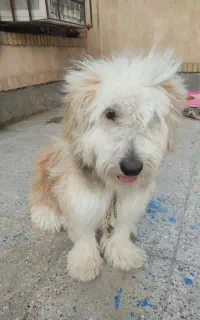 سگ مالتیزجثه درشت