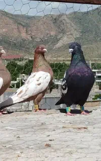 کبوتر بزن