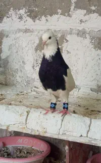 کبوتر طوقی