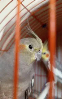 عروس هلندی مولد جفت
