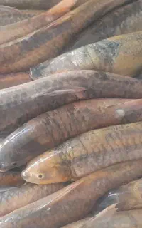 ماهی شیربت و غزل آلا تازه و قیمت مناسب
