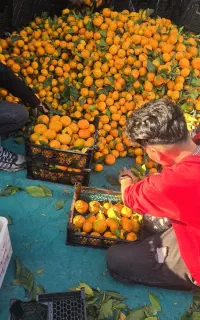 کارگر میوه فروشی