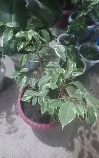 دونه ای ۵۰۰ بزرگش ۷۰۰