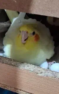 عروس هلندی جفت نر ماده