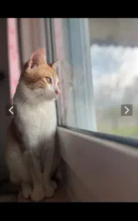 سرپرستی گربه dsh حمایتی