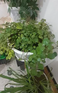 گل طبیعی