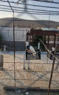 چندتا کبوتر خوب )به علت نداشتن وقت میخوام جمع کنم