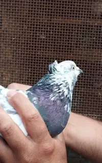 کبوتر زاغ گوره
