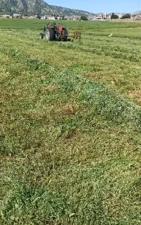 یونجه بسته بندی شده