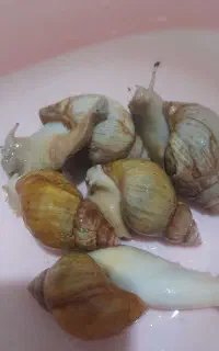 حلزون