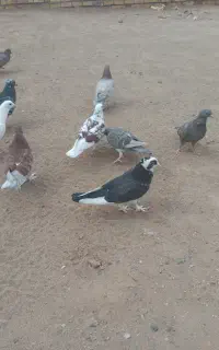 کبوتر پرشی مفت