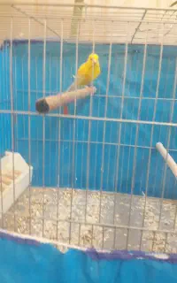 گل دیفن