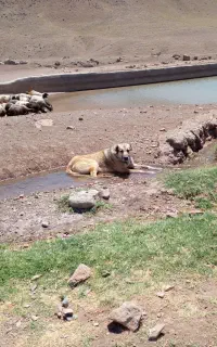 سگ گله