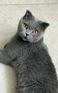 گربه اسکاتیش نژاد دار