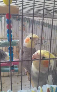 پرنده