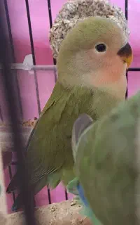 طوطی برزبلی  اوپال