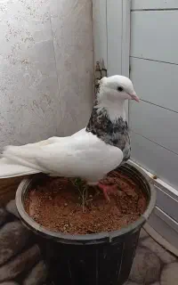 طوقی