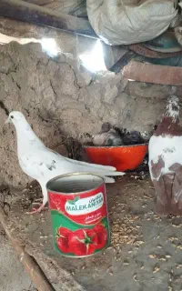 کبوتر های پرشی و جوجه دار