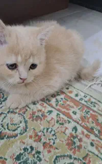 اسکاتیش